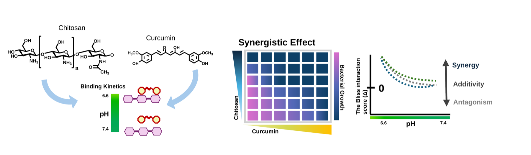 Graphical abstract showing pH-dependent chitosan-curcumin binding, curcumin protection, and antimicrobial synergy against Pseudomonas aeruginosa.