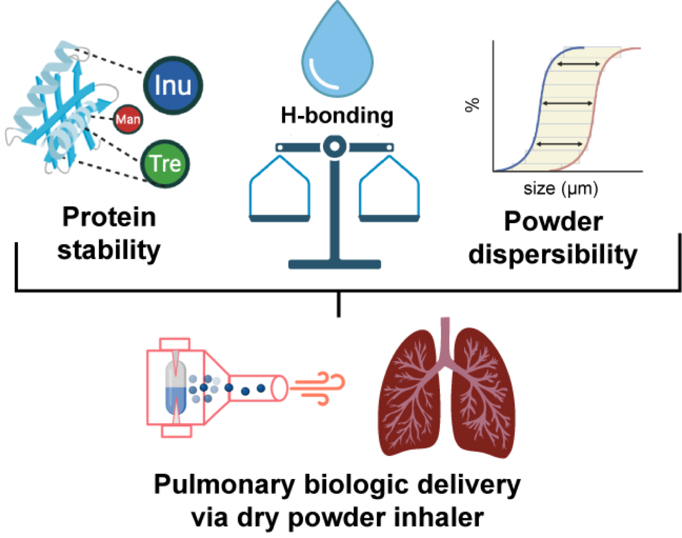 Graphical abstract balancing protein stability and powder dispersibility for pulmonary biologic delivery using ternary carbohydrate formulations.