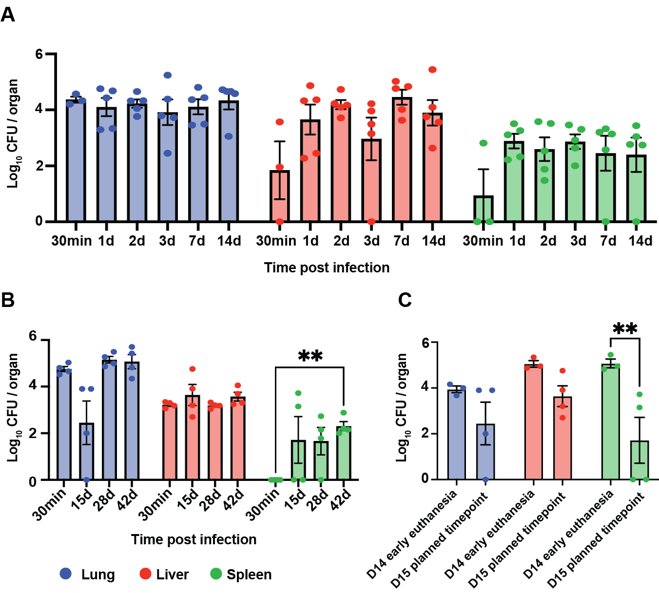 Longitudinal bacterial burden across lung, liver, and spleen in chronic Burkholderia cenocepacia infection models tracked over 14 and 42 days.