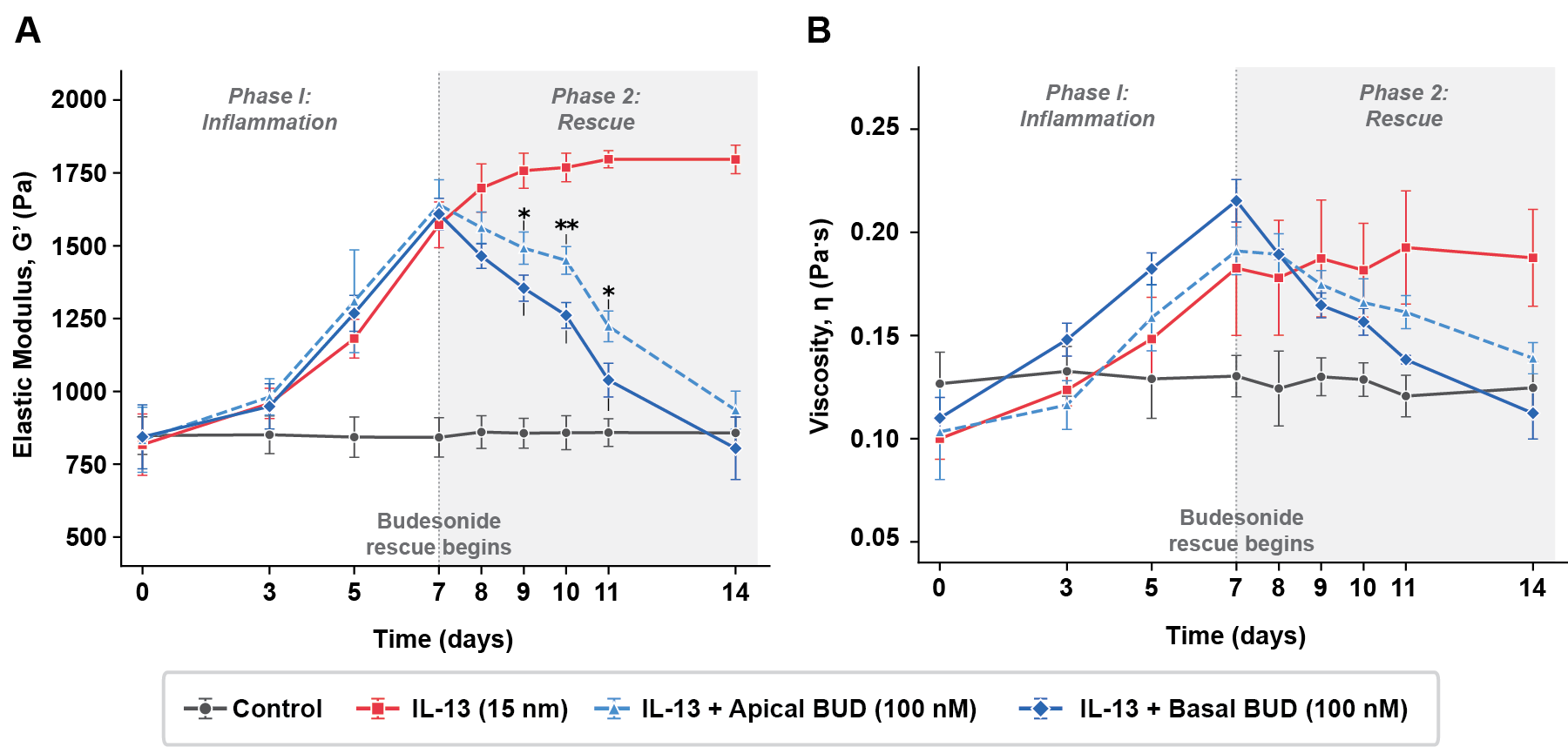 Longitudinal non-contact measurement of mucus elastic modulus and viscosity on living airway cultures, showing IL-13-driven inflammation and budesonide rescue tracked over 14 days using resonant acoustic rheometry.