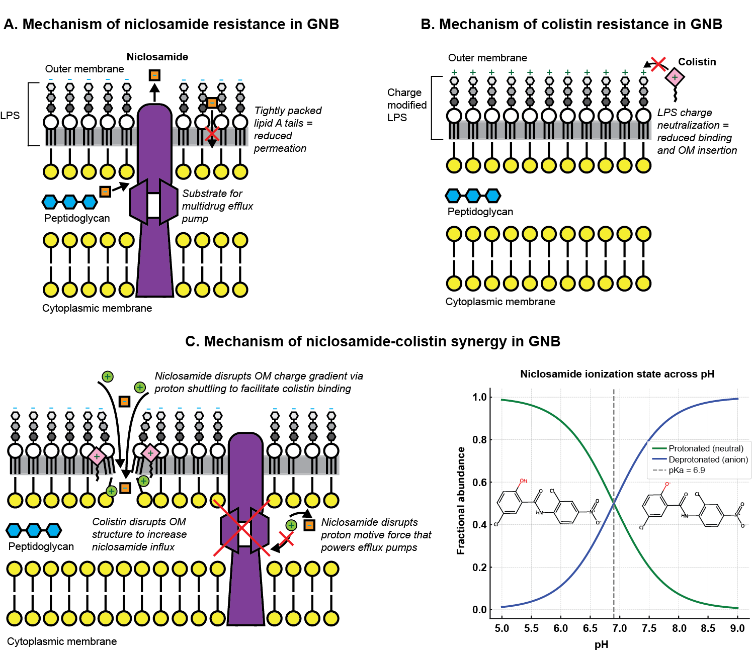 Schematic of colistin and niclosamide mechanisms of resistance and synergy in Gram-negative bacteria, showing how membrane charge and permeability govern drug fate.